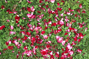 Fototapeta premium Hintergrund Rosenblätter.