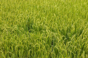 Background view of fertile green rice fields growing waiting for harvest day.