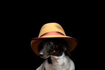 image of dog hat dark background