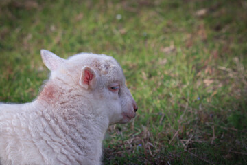 Naklejka premium Testa di giovane agnellino che riposa su un prato.