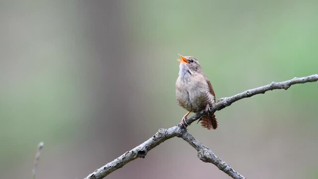The Eurasian wren (Troglodytes troglodytes) sitting on a twig and singing.