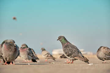 Many birds, pigeon and doves with colorful green and purple feathers in their necks on the bird...