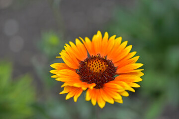 Yellow Gaillardia flower on a green background
