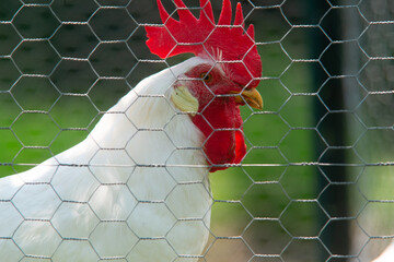 White Rooster Red Comb On Farm 