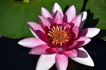 Lotus flower in pond at "Ilsan Lake Park" in Korea