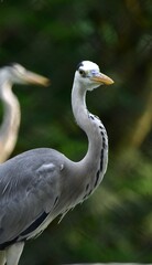 great blue heron