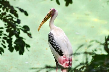 pelican on a branch