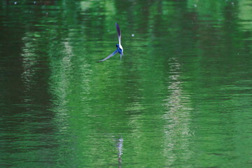 ツバメの飛翔姿