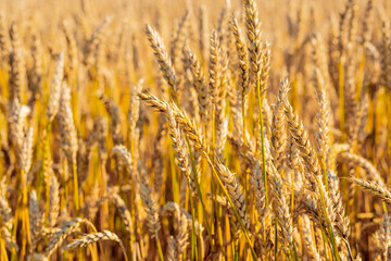 Gold Wheat Field. Beautiful Nature Sunset Landscape. Background of ripening ears of meadow wheat field. Concept of great harvest and productive seed industry