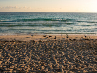 Sandy beach of the hotel Tryp Cayo Coco at sunset. Seagulls stand near the ocean and wait for their prey. Island Cayo Coco, Cuba.
