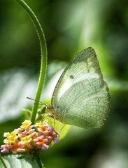 butterfly on a flower