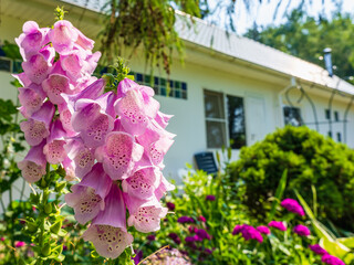 Foxglove pink in the backyard against the background of the white wall of the house