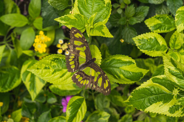 A butterfly with green and yellow spots disguises itself on yellow-green leaves from above