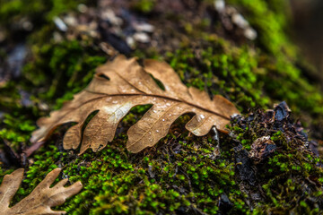 acorn and autumn color