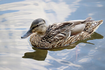Mallard duck swimming in blue water. Female wild duck at summer lake