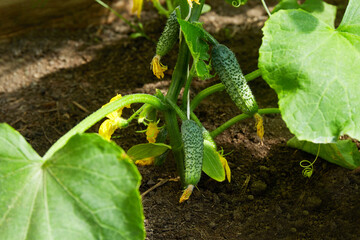 Young cucumbers grow in the soil. Growing organic vegetables in a home greenhouse.