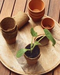 Pumpkin seedling. Peat pots. Top and side view.