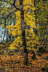 Obraz premium acorn and autumn color