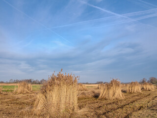 Riet oogst in Steenwijkerland, Overijssel Province, The Nethetrlands ||  Reed harvest in Steenwijkerland, Overijssel Province, The Nethetrlands