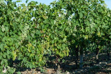 Fototapeta na wymiar Vineyards in Monferrato Piedmont Italy summer day
