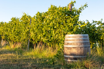 Obraz premium vineyards in Monferrato Piedmont Italy summer day