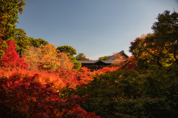 京都の紅葉