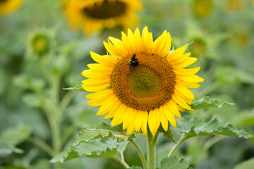 Obraz premium sunflower in the field