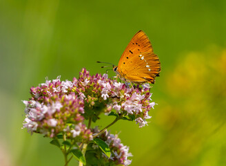 A beautiful red butterfly sits on a blooming oregano