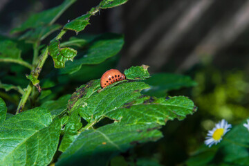 Colorado potato beetle larvae on eaten potato leaves. 