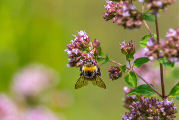 A shaggy bumblebee pollinates a flowering oregano