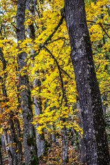 Obraz premium acorn and autumn color