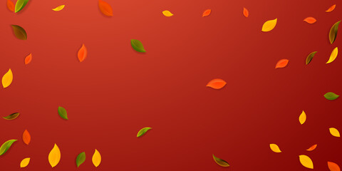 Falling autumn leaves. Red, yellow, green, brown c