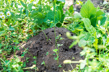 Anthill in the grass. Forest. Summer, sunny day. Ants, grass. 