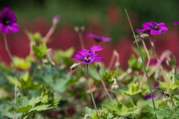 Close-up of a delicate purple cranesbill flower with a bud in the soft light of a summer day against a blurred background of a multi-colored park bed.
