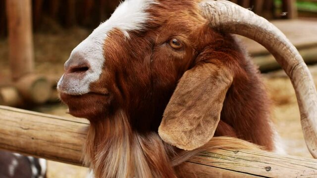 A beautiful shaggy mountain goat of white-brown color looks into the frame and chews the grass. Large species of a goat on the farm.
