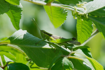 葉の陰でじっと涼んでいるハネナガイナゴまたはコバネイナゴの長翅型1