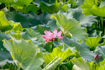 July 10, 2021-Sangju, South Korea-A View of colorful lotus and wide reservoir at Gonggeomji reservoir in Sangju, South Korea. Gonggeomji Reservoir is an irrigation reservoir used watering the rice pad