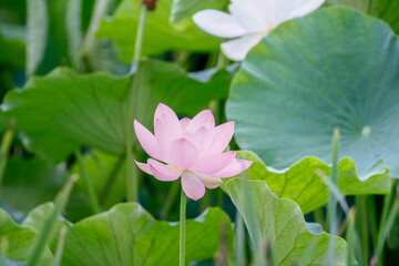 July 10, 2021-Sangju, South Korea-A View of colorful lotus and wide reservoir at Gonggeomji reservoir in Sangju, South Korea. Gonggeomji Reservoir is an irrigation reservoir used watering the rice pad
