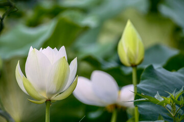 July 10, 2021-Sangju, South Korea-A View of colorful lotus and wide reservoir at Gonggeomji reservoir in Sangju, South Korea. Gonggeomji Reservoir is an irrigation reservoir used watering the rice pad