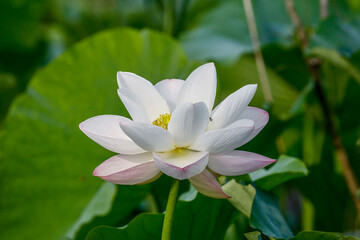 July 10, 2021-Sangju, South Korea-A View of colorful lotus and wide reservoir at Gonggeomji reservoir in Sangju, South Korea. Gonggeomji Reservoir is an irrigation reservoir used watering the rice pad