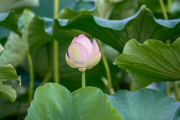 July 10, 2021-Sangju, South Korea-A View of colorful lotus and wide reservoir at Gonggeomji reservoir in Sangju, South Korea. Gonggeomji Reservoir is an irrigation reservoir used watering the rice pad