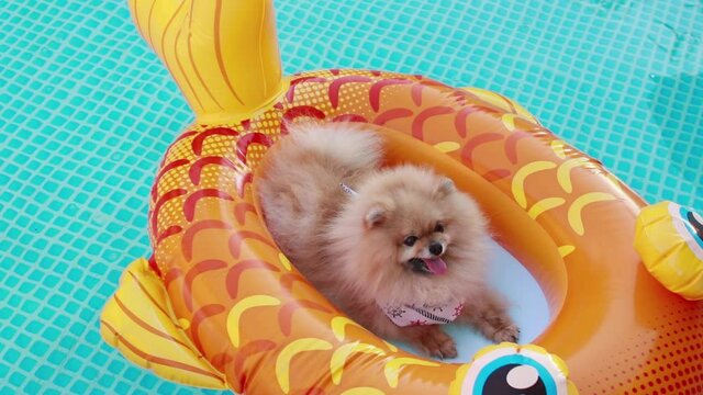 Beautiful cute fluffy pomeranian dog relaxing and floating in a floating inflatable device in the swimming pool. Enjoy the summer.	