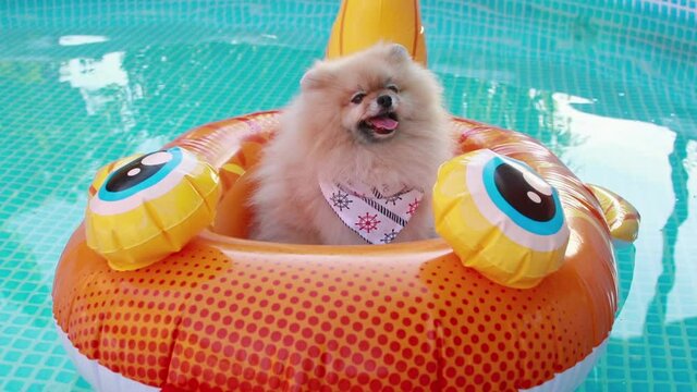 Beautiful cute fluffy pomeranian dog relaxing and floating in a floating inflatable device in the swimming pool. Enjoy the summer.	
