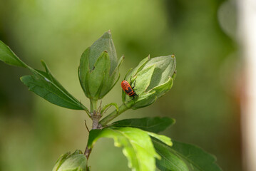 Obraz premium Feuerwanze auf Knospen im Herbst im Strauch