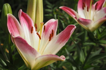 pink lilies