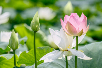 July 9, 2021-Sangju, South Korea-Lotus flowers are in full bloom in a pond at Sangju in South...