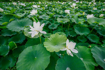 July 9, 2021-Sangju, South Korea-Lotus flowers are in full bloom in a pond at Sangju in South...