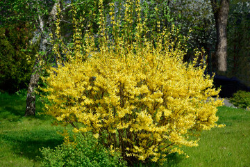 Forsythia flowers in front of with green grass and dark green bushes. Golden Bell, Border Forsythia (Forsythia x intermedia, europaea) blooming in spring garden bush