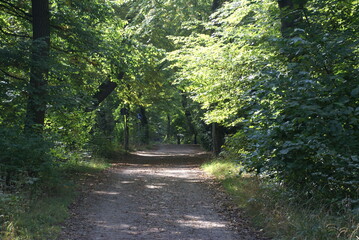 Landschaft Parklandschaft mit Weg 2