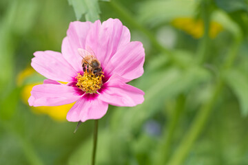 Obraz premium Honigbiene